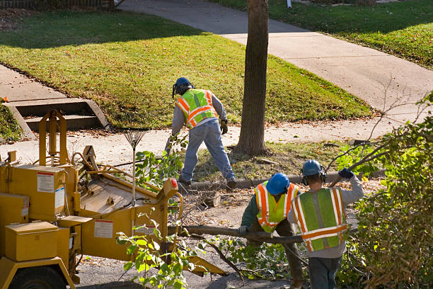 Alum Rock, CA Tree Services Company