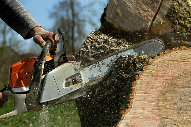 How Our Tree Care Process Works  in Alum Rock, CA